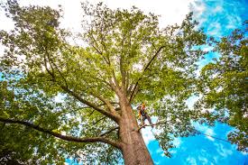 Mulching Services in Millbrook, AL