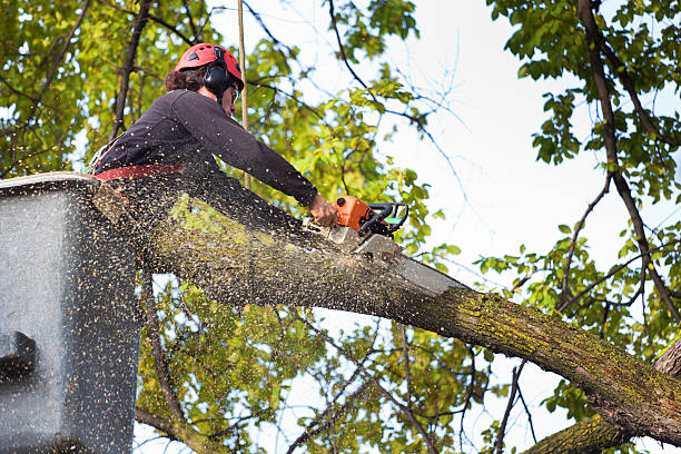 Best Tree Cabling and Bracing  in Millbrook, AL