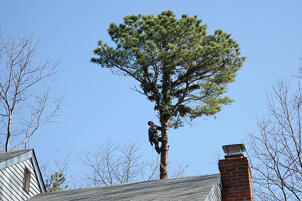 How Our Tree Care Process Works  in  Millbrook, AL