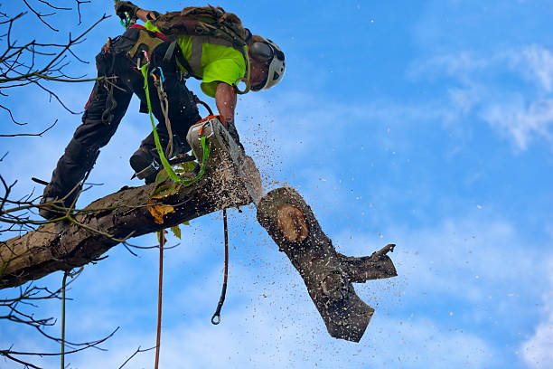 Trusted Millbrook, AL Tree Care Experts